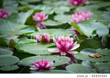 北斗市八郎沼のスイレン 66800989