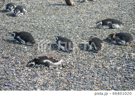 マゼランペンギン 66801020