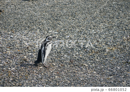 マゼランペンギン 66801052