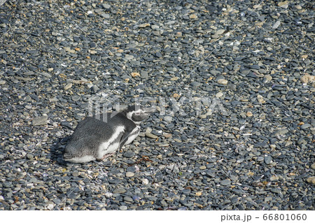 マゼランペンギン 66801060