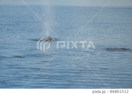 ザトウクジラ 66801512