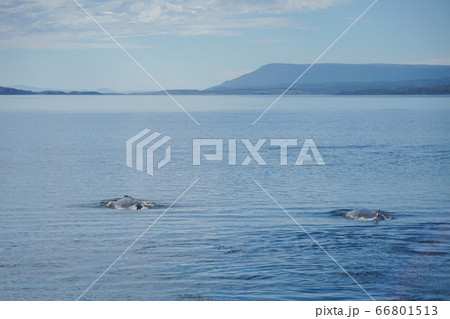 ザトウクジラ ザトウクジラ 66801513