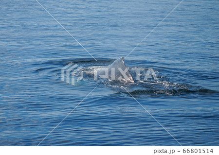 ザトウクジラ 66801514