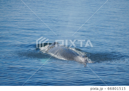 ザトウクジラ 66801515