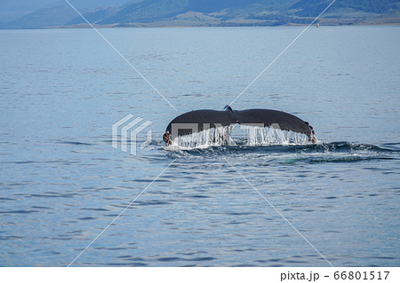 ザトウクジラ ザトウクジラ 66801517