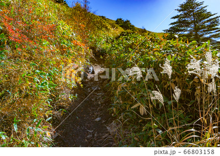 堂ヶ森登山道の紅葉風景(愛媛県西条市)※作品コメント欄に撮影位置 堂ヶ森登山道の紅葉風景(愛媛県西条市)※作品コメント欄に撮影位置 66803158
