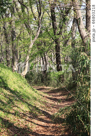 日野市山間部の山道 66803218