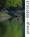湖面の倒木 66803618