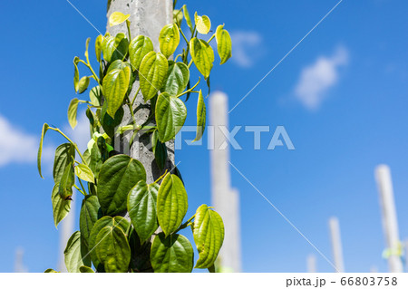 Pepper tree climbing on the pole in the field Pepper tree climbing on the pole in the field 66803758