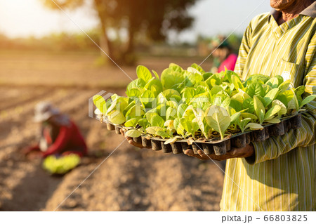 Thai agriculturist planting the young of green 66803825