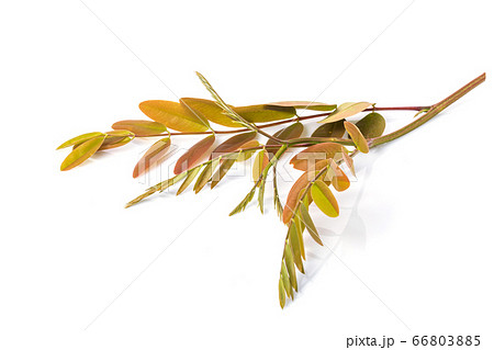 Top young branch of Thai Copper Pod or Senna Top young branch of Thai Copper Pod or Senna 66803885