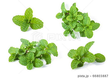 Green fresh peppermint isolated on white Green fresh peppermint isolated on white 66803887