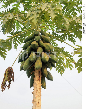Papaya on the papaya tree in garden 66804049