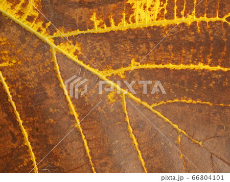 dry brown leaf texture 66804101