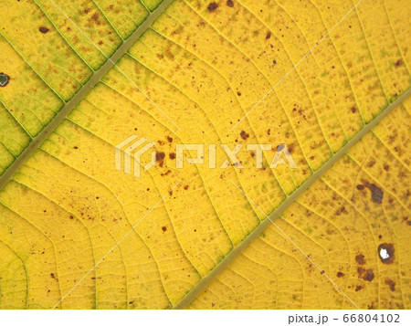pattern of green teak leaf pattern of green teak leaf 66804102