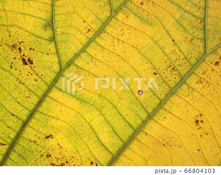pattern of green teak leaf pattern of green teak leaf 66804103