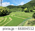 新緑の棚田と山並みの風景 66804512