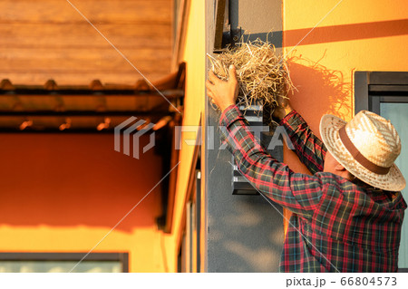 House owner removing the bird nest form house wall House owner removing the bird nest form house wall 66804573