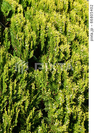樹形が卵形の針葉樹(コノテガシワ)の外周部に密集する葉を春に撮影した写真 樹形が卵形の針葉樹(コノテガシワ)の外周部に密集する葉を春に撮影した写真 66805402