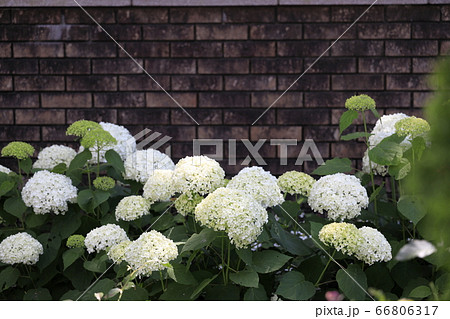 あじさい (白)とレンガの壁 あじさい (白)とレンガの壁 66806317