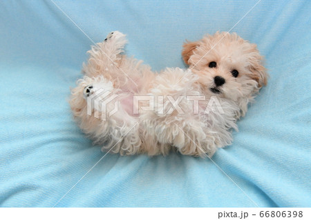 マルプー マルプー 66806398