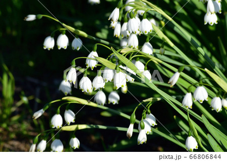 緑色の斑点がある白色の複数の花を吊り下げて下向きに開花させたスノーフレークを撮影した写真 66806844
