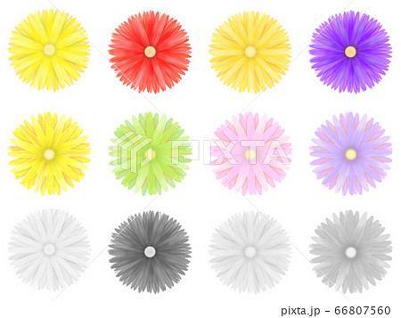 菊の花 カラー別 モノクロのイラスト素材