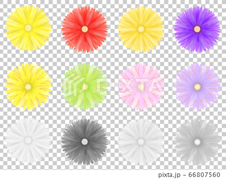 菊の花 カラー別 モノクロのイラスト素材