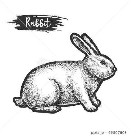 Hand Drawn Rabbit Or Bunny Sketch Hareのイラスト素材
