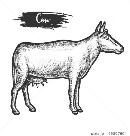 Vintage vector illustration of cow profile sketch Vintage vector illustration of cow profile sketch 66807604