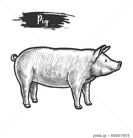 Little Piggy — Sketch It