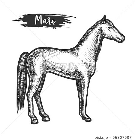 Vintage horse sketch or mare with mane Vintage horse sketch or mare with mane 66807607