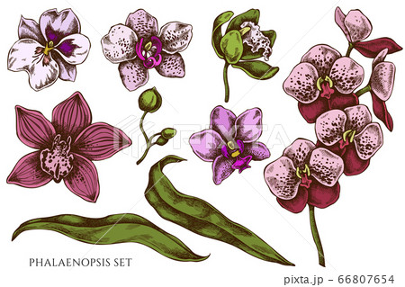 Vector set of hand drawn colored phalaenopsis Vector set of hand drawn colored phalaenopsis 66807654