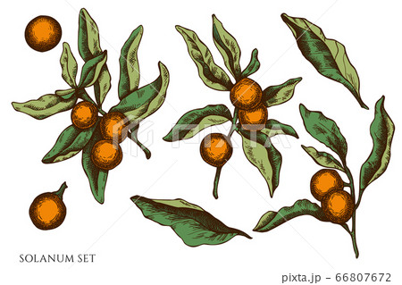 Vector set of hand drawn colored solanum Vector set of hand drawn colored solanum 66807672