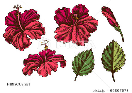 Vector set of hand drawn colored hibiscus Vector set of hand drawn colored hibiscus 66807673