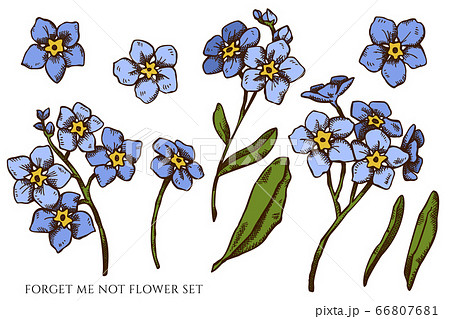 Vector Set Of Hand Drawn Colored Forget Me Not のイラスト素材