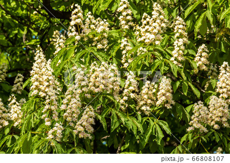 Russia, Saint Petersburg, Kronshtadt. Chestnut trees bloomed in parks and gardens in June. Russia, Saint Petersburg, Kronshtadt. Chestnut trees bloomed in parks and gardens in June. 66808107