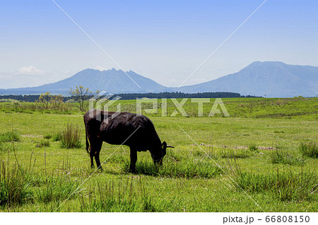 放牧の牛と阿蘇山 放牧の牛と阿蘇山 66808150