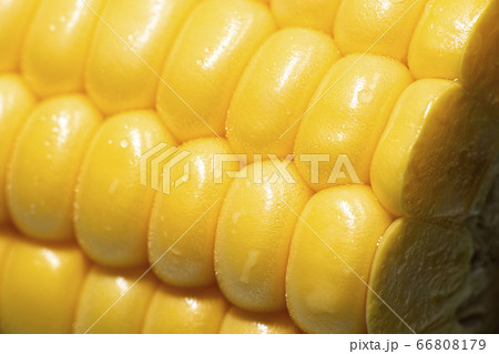 Macro photo of corn Macro photo of corn 66808179