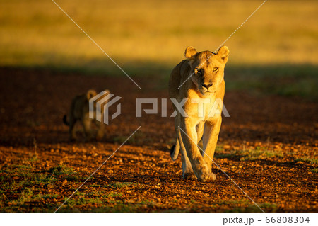 Lioness crosses gravel airstrip followed by cub Lioness crosses gravel airstrip followed by cub 66808304