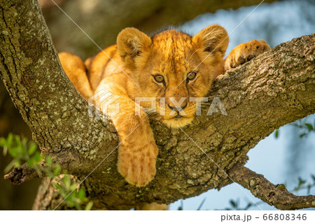 Lion cub lies on branch looking down Lion cub lies on branch looking down 66808346