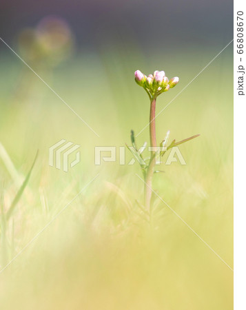 Gentle buds of common cucko flower plant Gentle buds of common cucko flower plant 66808670