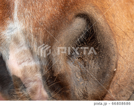 Close open nose, nostrils of a brown horse Close open nose, nostrils of a brown horse 66808686