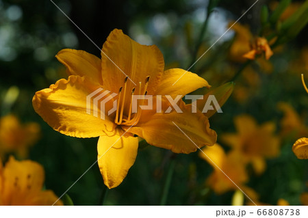 ワスレグサ ワスレグサ 66808738