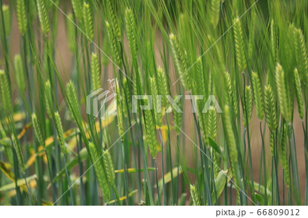 麦の栽培 66809012