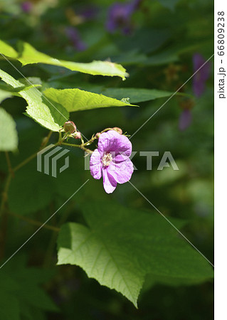 Flowering raspberry 66809238
