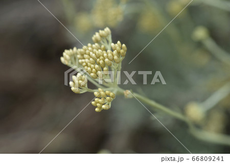 Italian everlasting flowers 66809241