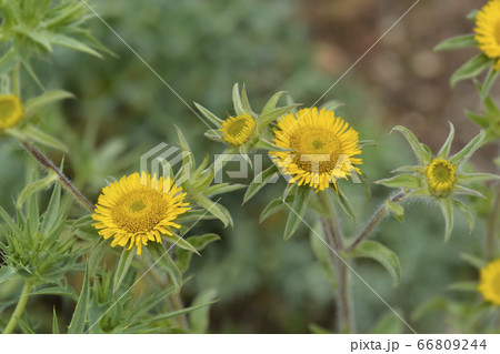 Spiny starwort Spiny starwort 66809244