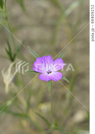 Common corn cockle Common corn cockle 66809252