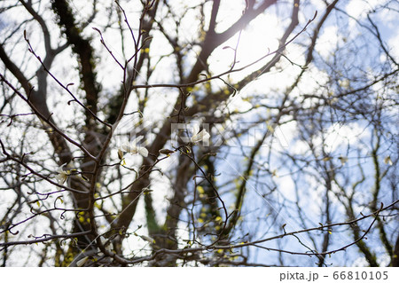 こぶしの花 こぶしの花 66810105